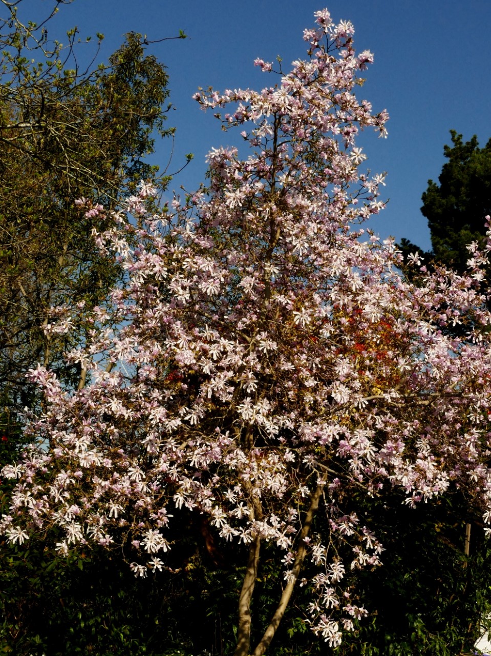 M. x loebneri 'Leonard Messel' AGM